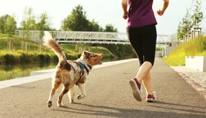 Immer in Bewegung: Fitnesstrainer Hund