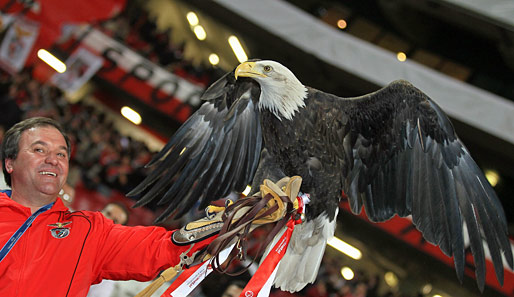 Lebendige Tradition im Estadio da Luz in Lissabon: Benficas Wappentier und Glücksbringer - der Adler - darf bei keinem Heimspiel der Portugiesen fehlen