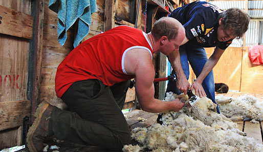 Vom Weltmeister zum Schafhirten. Sebastian Vettel begab sich vor dem Saisonstart in die ländliche Idylle und scherte Schafe