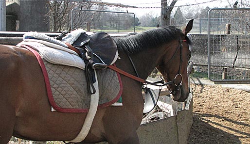 Ist gerade kein Jockey verfügbar, ist die Führmaschine eine gute Möglichkeit, die Pferde trotzdem zu trainieren