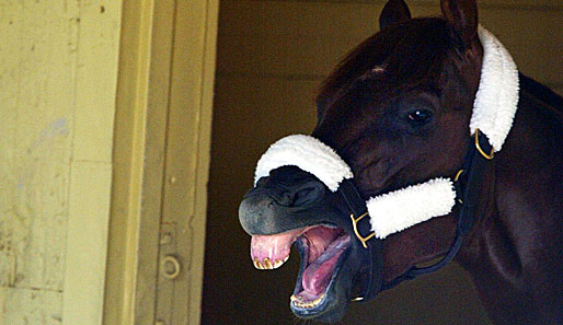 Nein, das ist nicht Mr. Ed! Nur ein sichtlich zufriedenes Pferd im Stall bei den Belmont Stakes