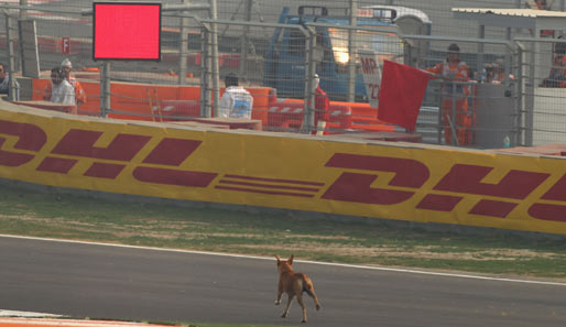 Ein Hund sieht rot! Beim freien Training der Formel 1 in Indien verirrte sich der Vierbeiner auf die Strecke. Die Folge: Eine Zwangspause für Vettel und Co.