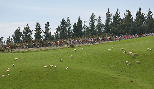 Grüne Wiese, jede Menge Schafe - wo sind wir wohl? Klar, in Neuseeland. Dort hat die Tour of Southland begonnen, die die Radprofis auf ihren Drahteseln durchs Land führt