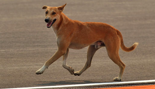 Die F-1-Premiere in Indien war gerade mal fünf Minuten alt, da sorgte dieser Hund schon für die erste Unterbrechung. Er stürmte kurzerhand die Strecke