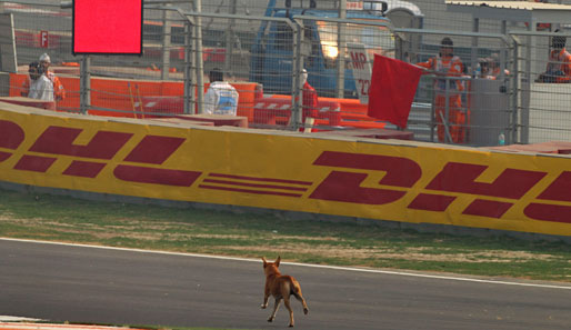 INDIEN-GP: Abgesehen vom souveränen Sieg von Sebastian Vettel hatte die Indien-Premiere einige Kuriositäten parat. Zum Beispiel Hunde auf der Strecke