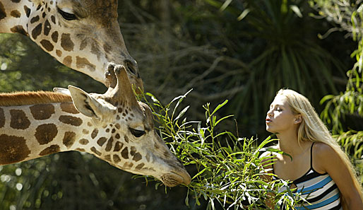 Wer wäre da nicht gerne eine Giraffe?