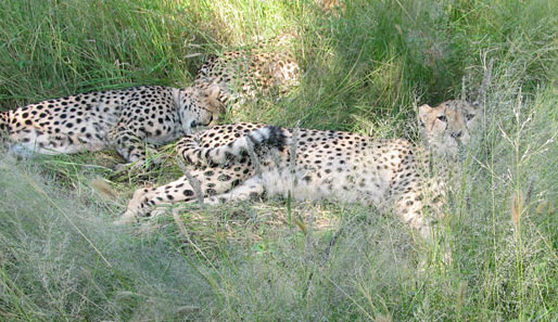 Mit Hilfe eines Rangers durfte man sich ganz in die Nähe einer in der Wildnis lebenden Geparden-Familie anpirschen. Bloß nicht niesen, bloß nicht niesen...