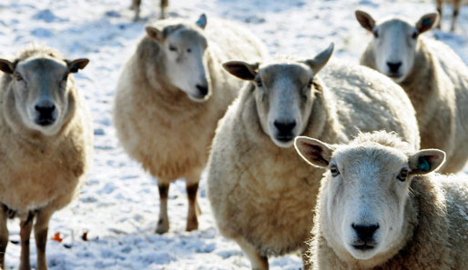 Die Schafe von den Färöer Inseln hätten in Italien genug zu fressen