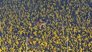 Das Glücksgas-Stadion in Dresden fast bis zu 32.000 Zuschauer