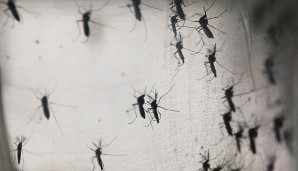 Europäische Forscher haben Antikörper gegen das Zika-Virus entdeckt