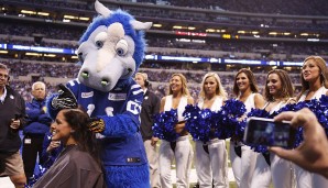 Blue - Indianapolis Colts (NFL): Blue feierte sein Debüt in der Saison 2006 - die Saison, in der die Colts den Super Bowl gewannen. Ob das auch ohne dieses blaue Pferd möglich gewesen wäre?