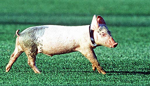 Wenn hier jemand Glück hat, dann dieses Schwein. Gestatten: Kaka, das Klonschwein. Das erste in Spanien geklonte Schweinchen wurde nach Real Madrids Superstar benannt