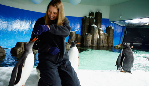 Die Russin Vera Zwonarewa ist während der Australian Open auch abseits des Tennisplatzes fleißig - die Pinguine im Melbourne Aquarium fressen ihr aus der Hand
