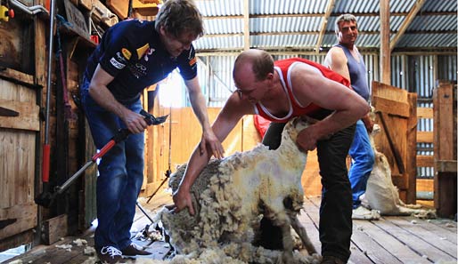 Eine andere Art der Vorbereitung auf den Formel-1-Grand-Prix von Australien: Sebastian Vettel (l.) geht einem Bauern beim Schafscheren zur Hand