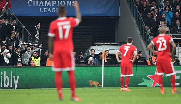 Jerome Boateng und Franck Ribery schauen auf die Katze die über das Feld läuft