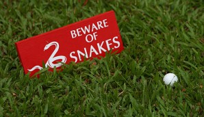 Schlangen kommen in Malaysia anscheinend öfter mal zum Golf