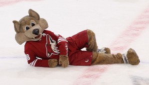 Howler - Phoenix Coyotes (NHL): Das macht schon mehr Sinn - ein Coyote für Phoenix. Doch wird ihm auf dem Eis nicht kalt?