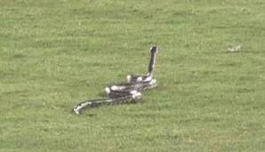 Eine Schlange fand einen Wag ins Outfield im Wolff Stadium von San Antonio.