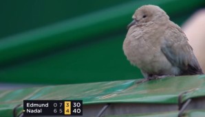 Dieses kecke Vögelchen stattete Rafael Nadal in Monte Carlo einen Besuch ab